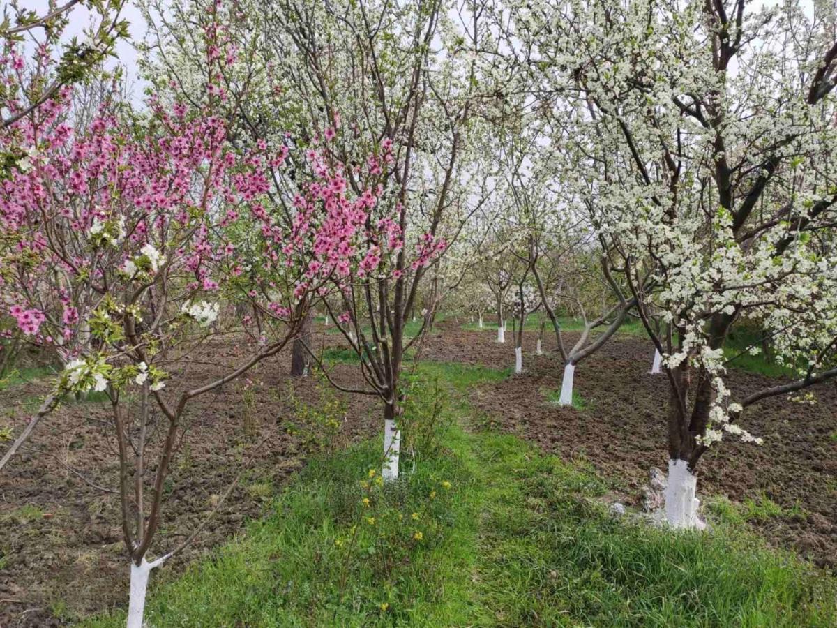 Апартаменты Mzia'S Garden Kvakhvreli Экстерьер фото